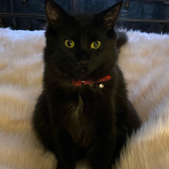 Meet your Posher, Kate - Picture 2 of 11